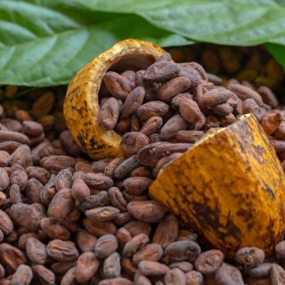 Granos de Cacao